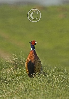 Cock Pheasant  1